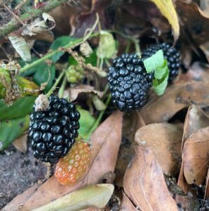 Gathered blackberries remind me of why I wrote American Wild.